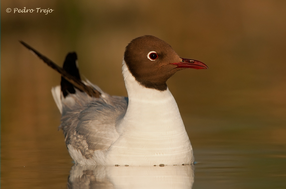 Gaviota reidora ( Larus ridibundus )